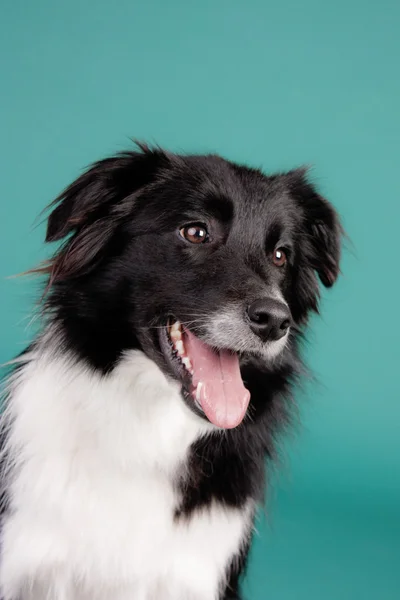 Bordo collie cane in uno studio fotografico su sfondo a colori guardando lontano dalla fotocamera — Foto Stock