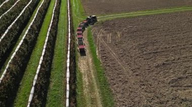 Elma bahçesinin dolu koruma ağlarıyla hava drone görüntüsü, kırsal kesimlerde hasat mevsiminde ayıklama tesisine giden traktör vagonlarına yüklenmiş plastik kasalara elma hasat eden işçiler.