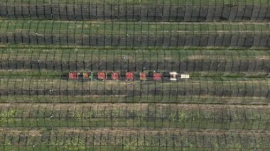 Elma bahçesinin dolu koruma ağlarıyla hava drone görüntüsü, kırsal kesimlerde hasat mevsiminde ayıklama tesisine giden traktör vagonlarına yüklenmiş plastik kasalara elma hasat eden işçiler.