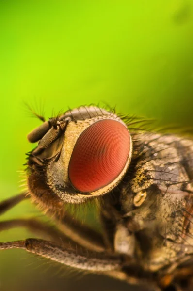 Housefly su uno sfondo verde — Foto Stock