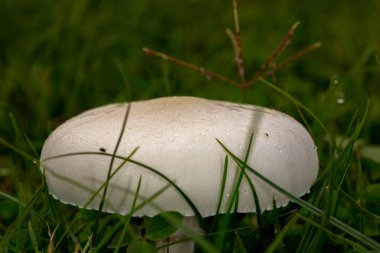 Yeşil çimenlere çiğ damlalarıyla kaplanmış pürüzsüz, beyaz mantar başlığının yan açısı