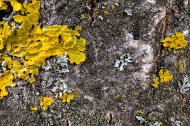 Kaba ağaç kabuğu dokusunun detaylandırılmış, canlı sarı ve gri zambakları var.