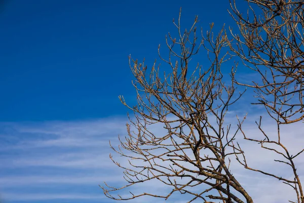 Kışı ya da sonbaharı sembolize eden parlak mavi ve beyaz çizgili gökyüzüne karşı çıplak ağaç dalları