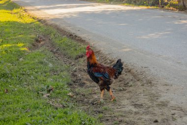 Toprak yolda yeşil çimlerin ve yolun yanında renkli horoz.
