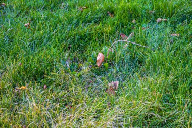 Canlı yeşil çimenlerin ve dağılmış kuru sonbahar yapraklarıyla uzun bıçakların yakın çekimi, doğal arka plan
