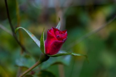 Koyu kırmızı bir gül goncasına yakın plan. Çiçek açmak üzere. Aşkı ve beklentiyi simgeliyor.