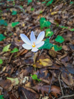 Beyaz bir çiçek bir orman zemininin önündedir. Çiçek yapraklar ve toprakla çevrili.