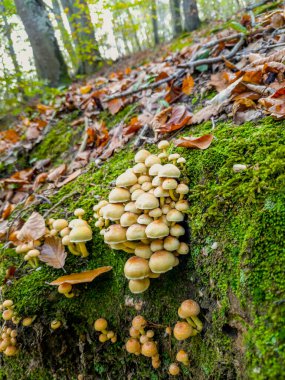 Yosun tutmuş bir kütükte büyüyen büyük bir mantar grubu. Mantarlar yayılmış ve bazıları kümelenmiş. Görüntüde huzurlu ve doğal bir his var.