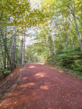 Ağaçların ve yaprakların sonbahar renklerinde olduğu bir ormanın manzarası..