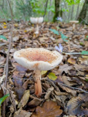 Sonbaharda orman zemininde düşen yaprakların arasında büyüyen bir mantar..