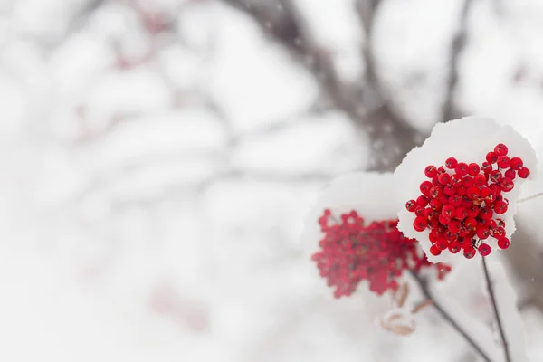Rowan tree in the snow — Stock Photo, Image
