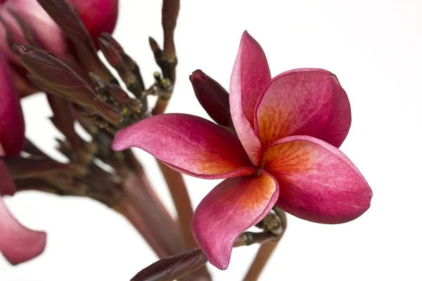 Kırmızı plumeria çiçek