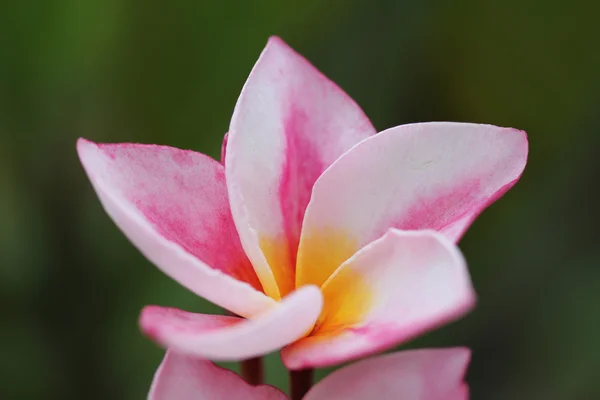güzel pembe plumeria