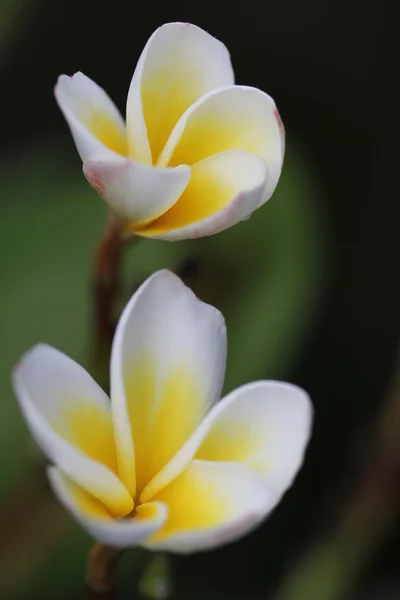 Beyaz Plumeria çiçeklenme