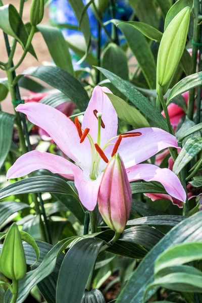 Lírio rosa bonito — Fotografia de Stock