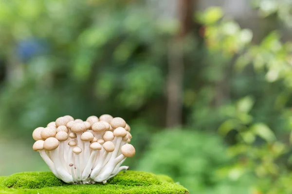 Японский гриб с размытым зеленым фоном — стоковое фото