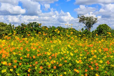 Cosmos çiçek arka plan