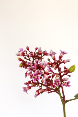 Carambola Flowers on white background