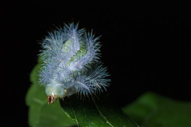Gypsy Moth yeşil yaprak üzerinde
