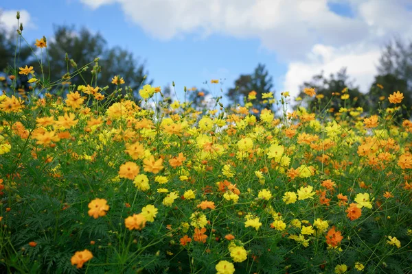 Kozmos çiçekleri arka plan.
