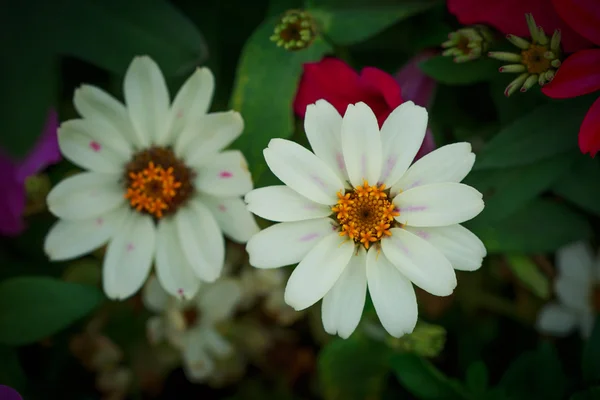 Beyaz zinnia çiçeği