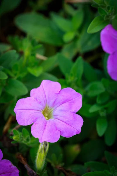 faros delanteros de Porsche.