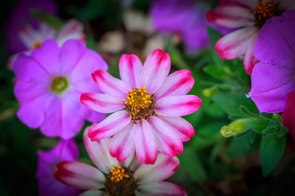 Rosa zinnia flor — Fotografia de Stock