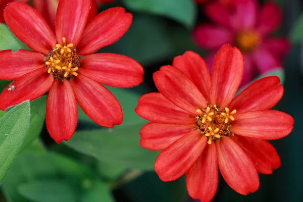 Kırmızı Zinnia bloom Park.