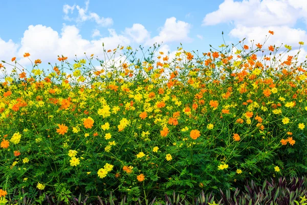 Kozmos çiçekleri arka plan.