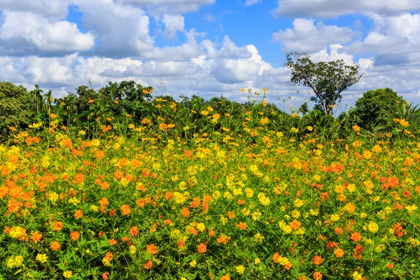 Cosmos çiçek arka plan