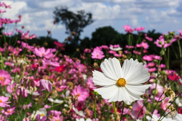 Beyaz cosmos çiçek .