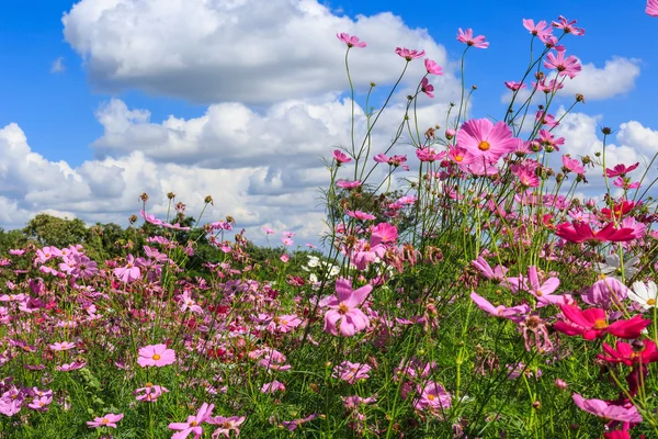 Çiçek açan Cosmos çiçek Rise gökyüzüne.