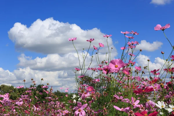 Pembe Cosmos çiçek ve mavi gökyüzü.