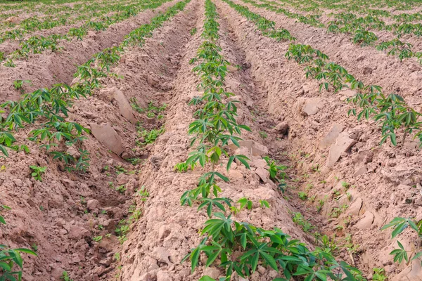 Büyüyen cassava Farm