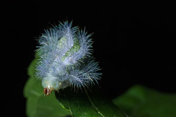 Gypsy Moth yeşil yaprak üzerinde