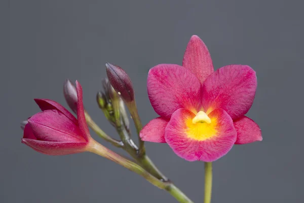 Kırmızı orkide çiçek