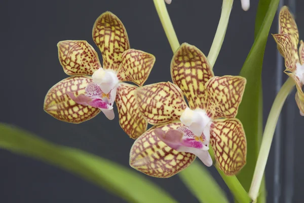 Vanda orkide çiçek