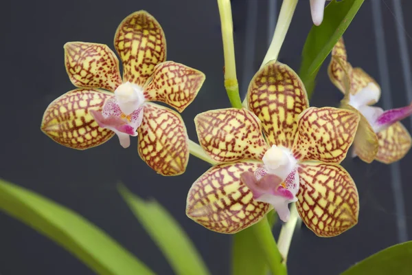 Vanda orkide çiçek