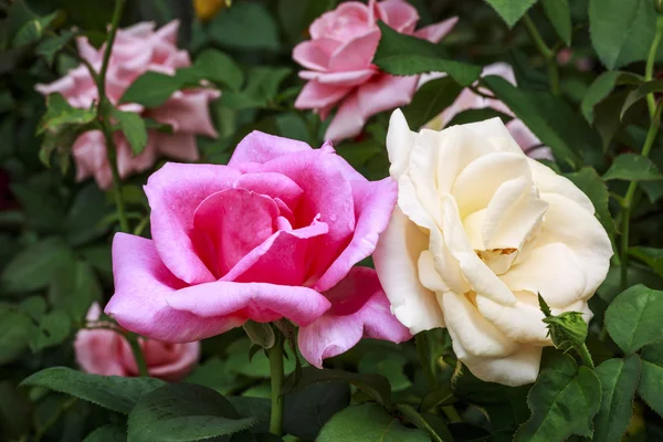 Pembe ve beyaz güller