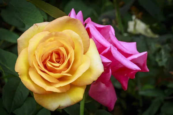 Sarı ve pembe güller