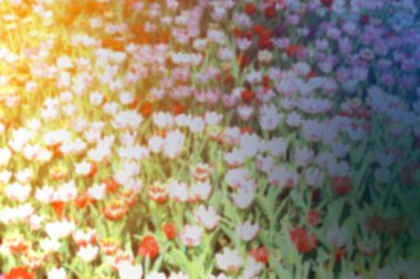 bulanık çiçek arka plan