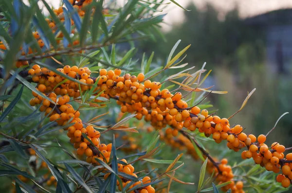 Zweig orangefarbener Sanddornbeeren — Stockfoto