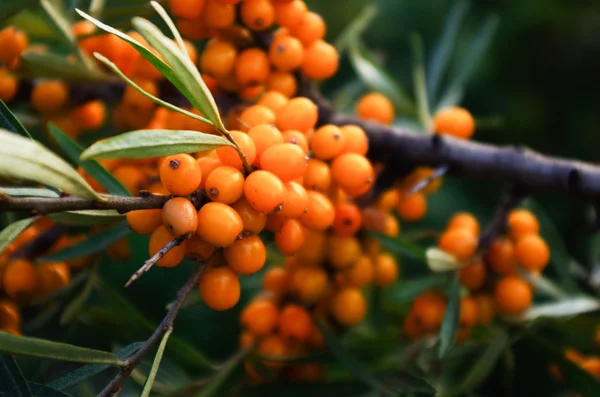 橙色的沙棘浆果的分支 — 图库照片