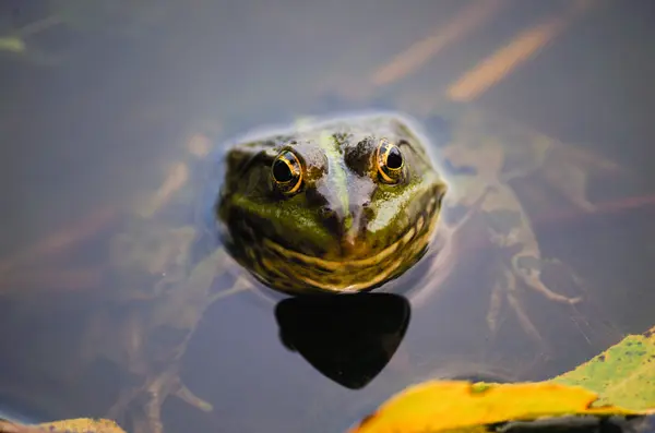 Retrato de cerca de una rana y los insectos en el pantano — Foto de Stock