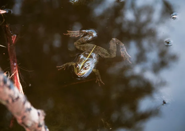 Close-up portrait of a frog and insects in bog — Stock Photo, Image