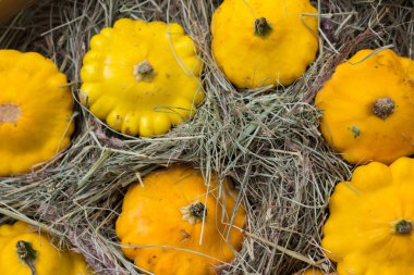 Sarı Patty Pan squash çiftçi pazarda görüntülenir. Kabak cucurbit.