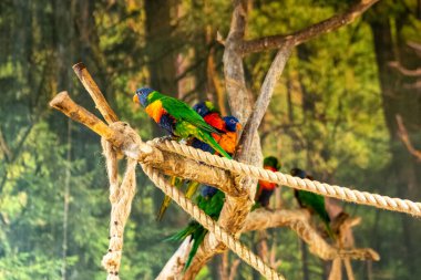 Yaşam alanındaki kuş. Kızıl papağan, Aratinga funschi, açık yeşil papağan ve kırmızı saçlı Kosta Rika portresi. Tropikal doğadan vahşi yaşam sahnesi.