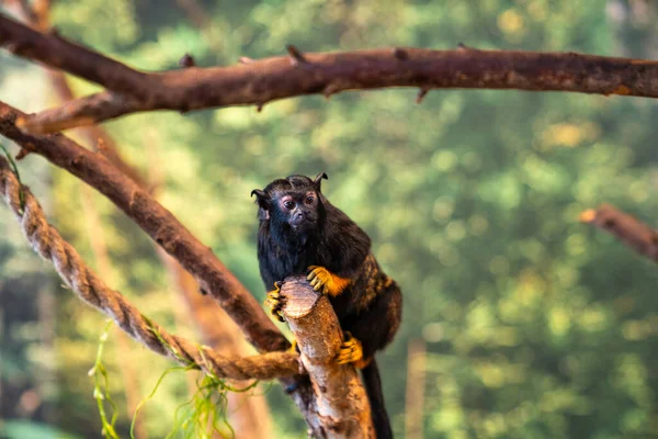 Retrato Perfil Bonito Macaco Prego Cebidae Pendurado Árvore Selva — Fotografia de Stock