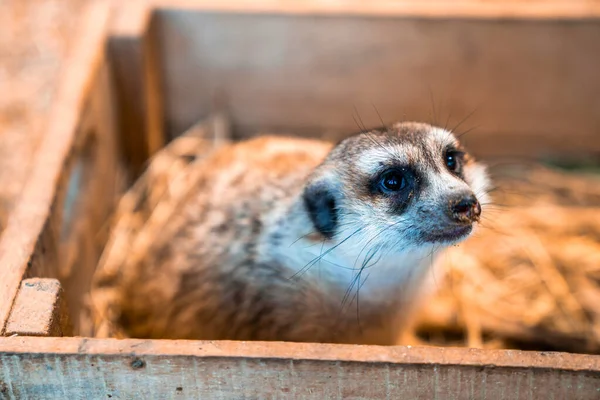 Suricado Africano Bonito Suricata Suricatta — Fotografia de Stock