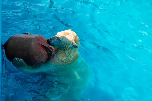 白いポプラクマ遊びと水泳プールで遊ぶ — ストック写真